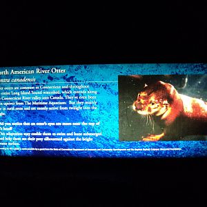Maritime Aquarium- Otter Exhibit Signage