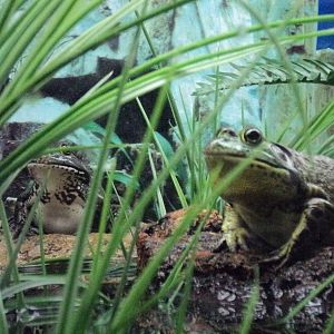 Maritime Aquarium- American Bullfrogs