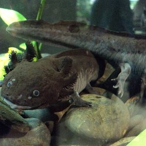 Maritime Aquarium- Mexican Axolotls