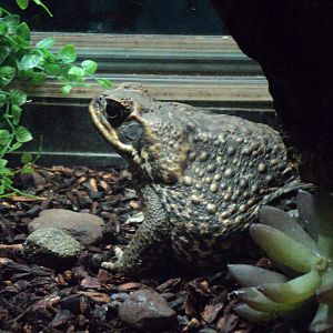 Maritime Aquarium- Marine Toad