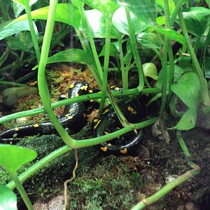 Maritime Aquarium- European Fire Salamanders (I think)