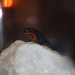 Chinese fire-bellied newt