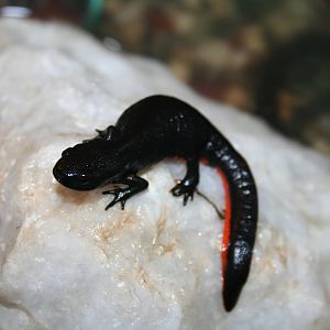 Chinese fire-bellied newt