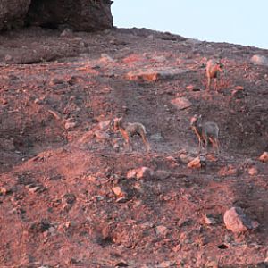 three bighorn babies