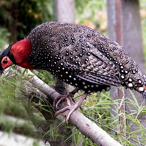 westren tragopan ( Tragopan melanocephalus)