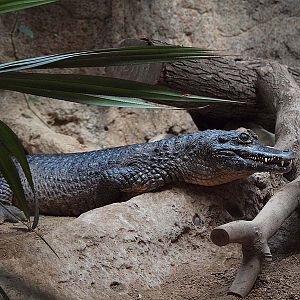 Barcelona Zoo - Yacare