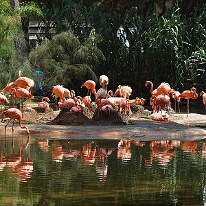 Barcelona Zoo - Cuban flamingoes colony