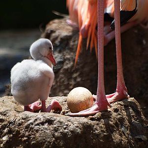 Barcelona Zoo - Cuban flamingo chick