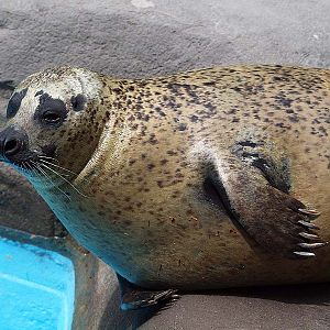 Barcelona Zoo - Harbor seal