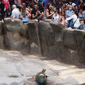Barcelona Zoo - Harbor seal