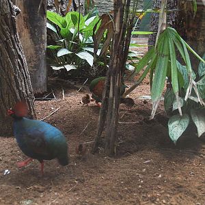 Barcelona Zoo - Crested Wood Partridge and chicks
