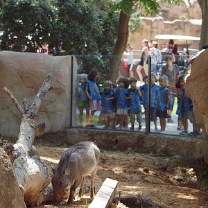 Barcelona Zoo - Warthog