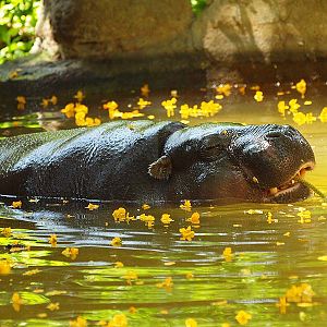 Barcelona Zoo - Pigmy hippo
