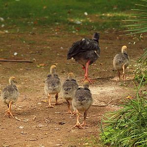 Barcelona Zoo - Crested screamer with chicks