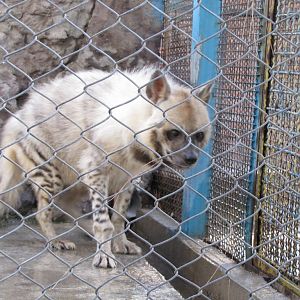 Striped hyena (tehran zoo)