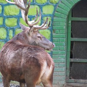 red deer(tehran zoo)