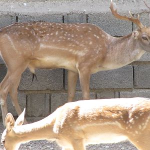 persian fallow deer(tehran zoo)