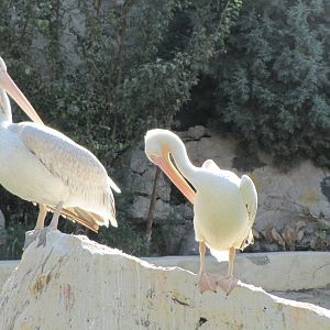(tehran zoo)pelicans