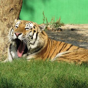 female amur tiger(tehran zoo)