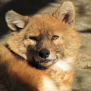 Canis aureus-Golden Jackal(tehran zoo)