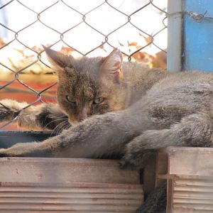 Felis chaus maimanah-iran Jungle Cat (tehran zoo)
