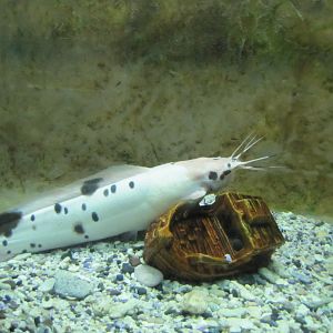 Clarias batrachus(tehran zoo)
