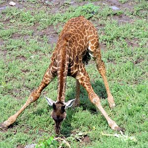 Masai Giraffe Calf
