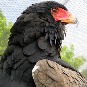 Bateleur