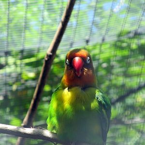 Fischer's Lovebird