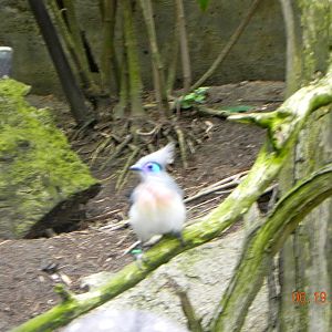 Sunrise Stroll Scripps Aviary