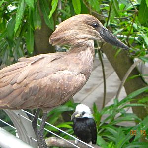 Sunrise Stroll Scripps Aviary
