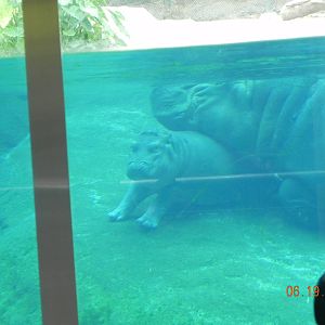 Sunrise Stroll Hippos