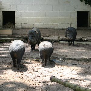Collared peccaries