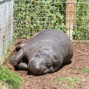 Pygmy hippopotamus