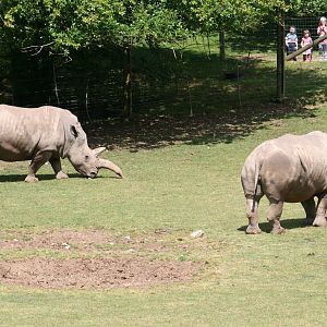 Southern white rhinoceros