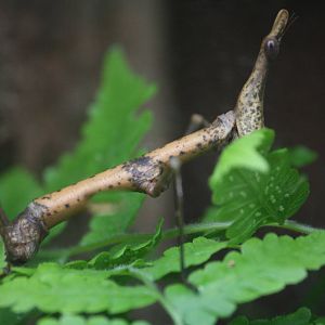 Stick insect ID?
