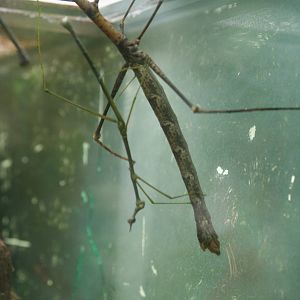 Stick insect ID