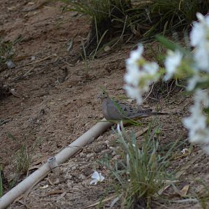 My Backyard - Mourning Dove