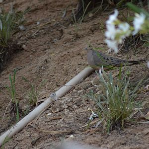 My Backyard - Mourning Dove