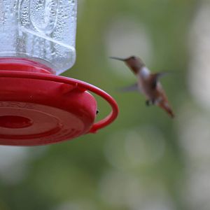 My Backyard - Rufous Hummingbird