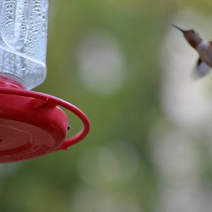 My Backyard - Rufous Hummingbird