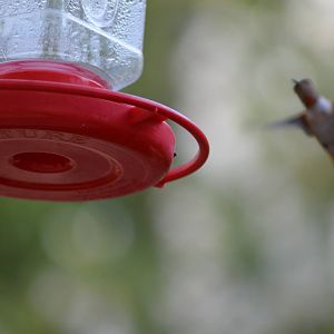 My Backyard - Rufous Hummingbird
