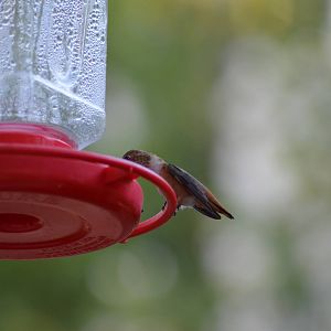 My Backyard - Rufous Hummingbird