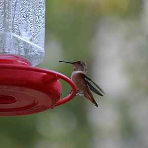 My Backyard - Rufous Hummingbird