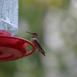 My Backyard - Rufous Hummingbird