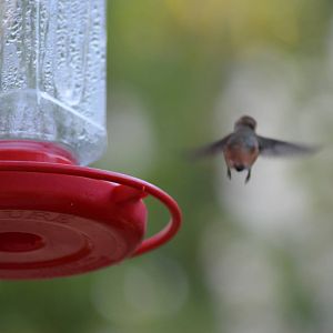 My Backyard - Rufous Hummingbird