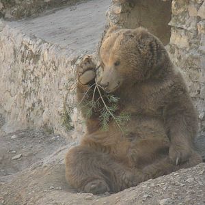 Himalayan Browen bear cub