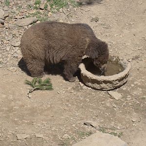 Himalayan Browen bear cub