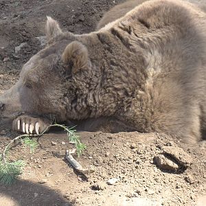 Himalayan Browen bear cub