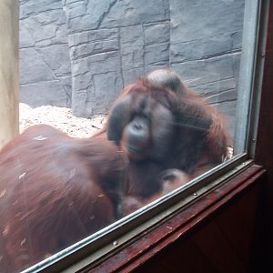 Rajang and Tiga 15th June 2011